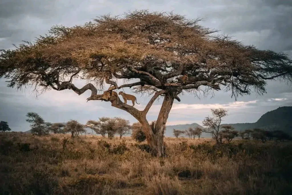 Lion resting in a tree in Tanzania’s national park